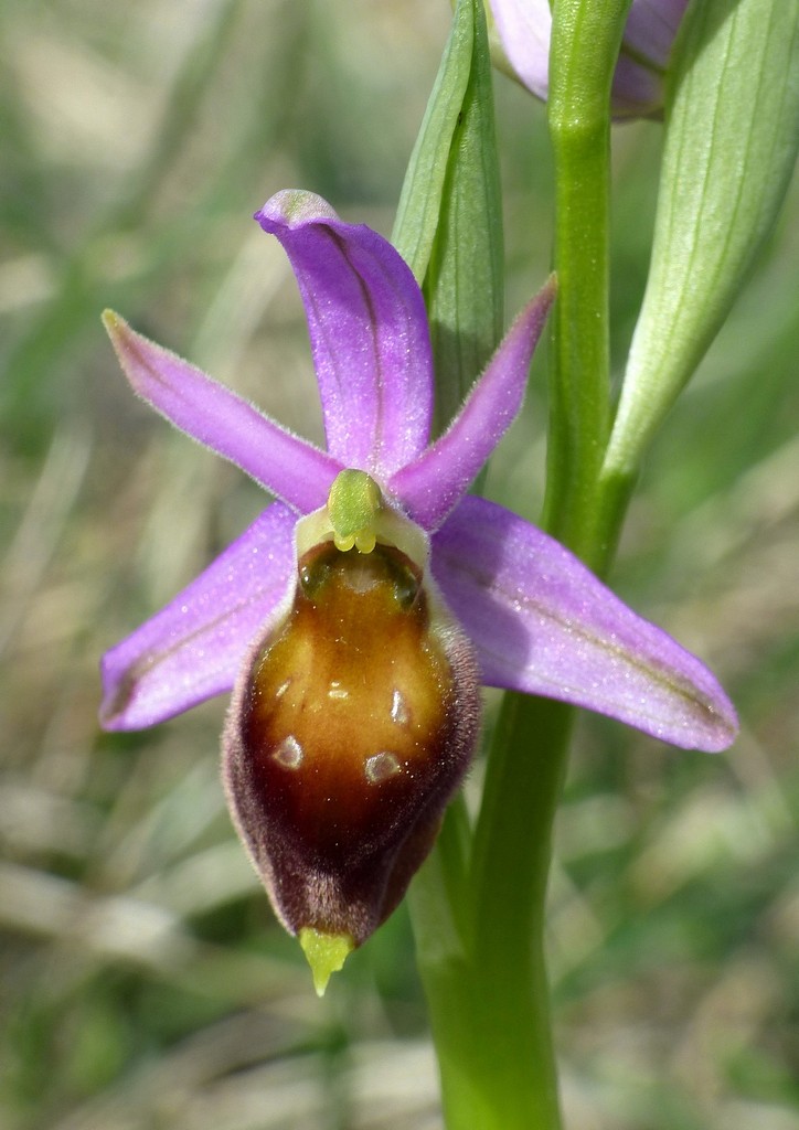 Ophrys crabronifera nellAbruzzo aquilano - aprile  2022.